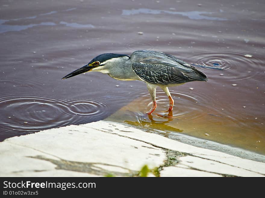 Isolated bird tropical bird stand on river