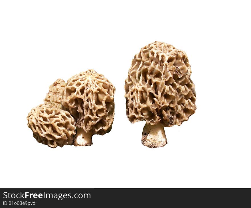 Morels