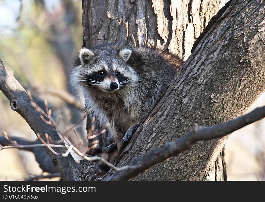 Raccoon perching in a tree