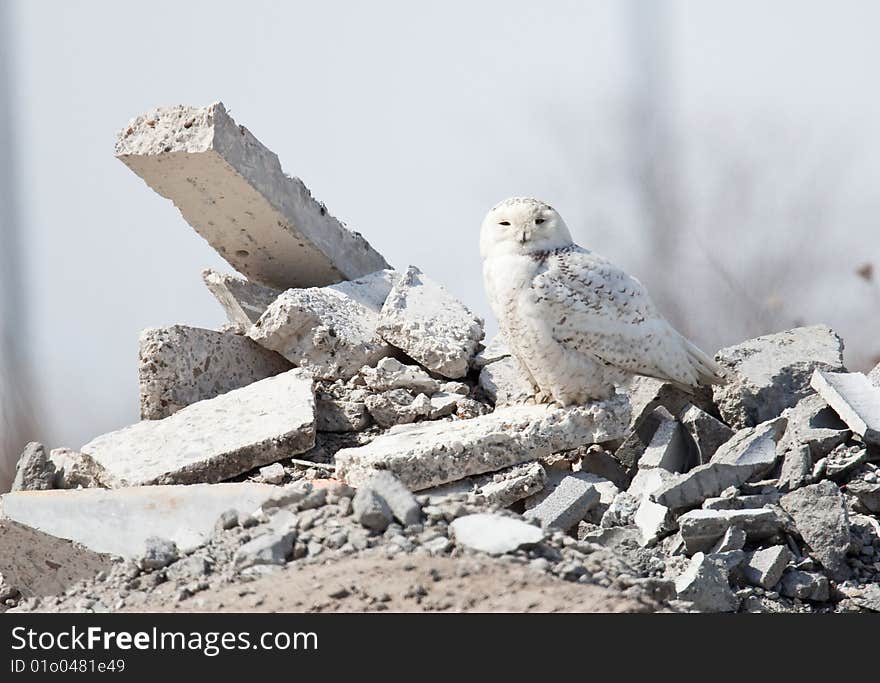 Snowy Owl