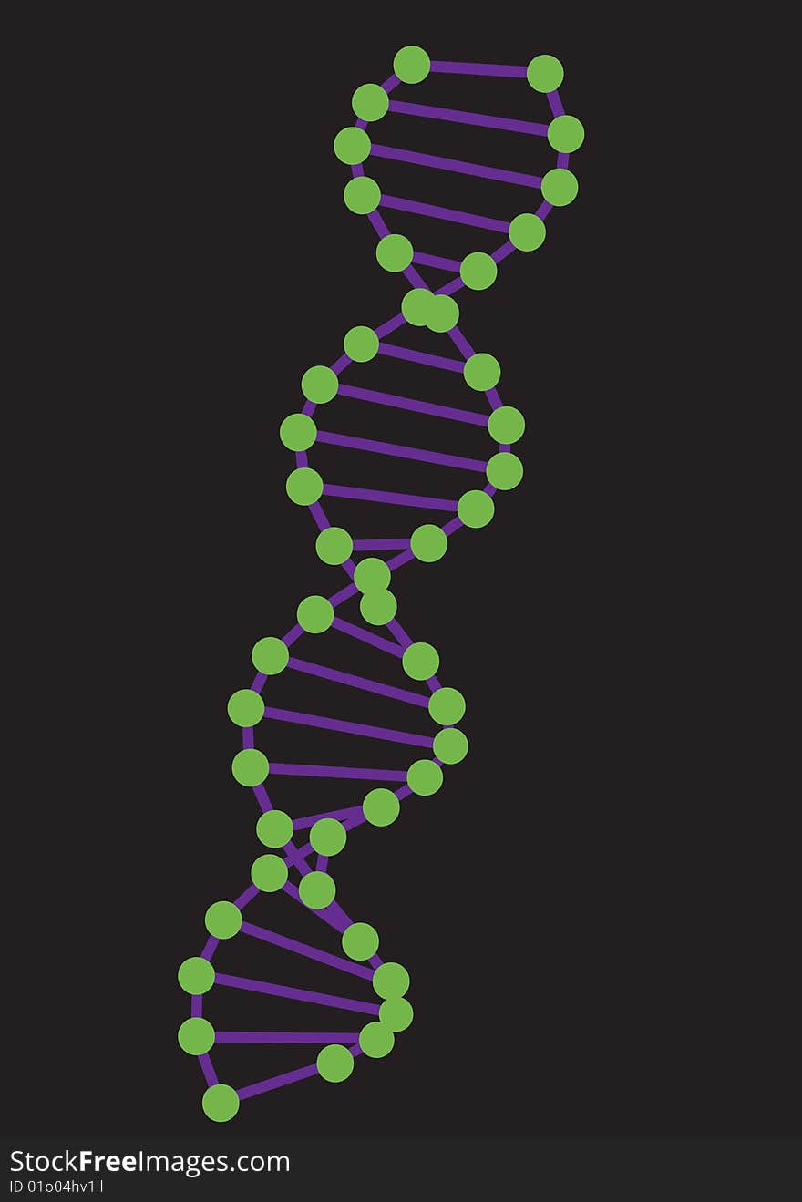 DNA model