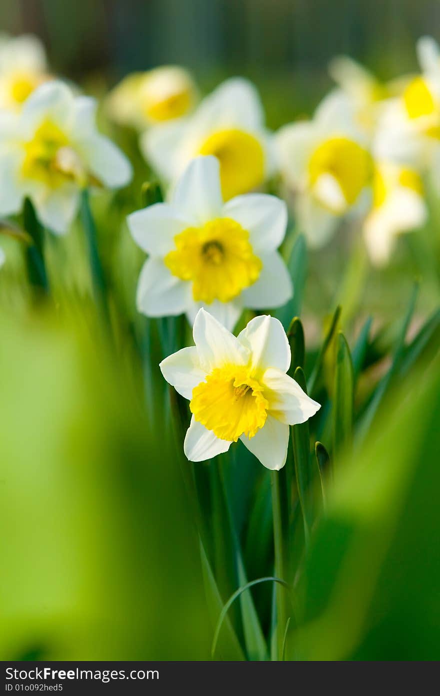 Beautiful yellow flowers summer background