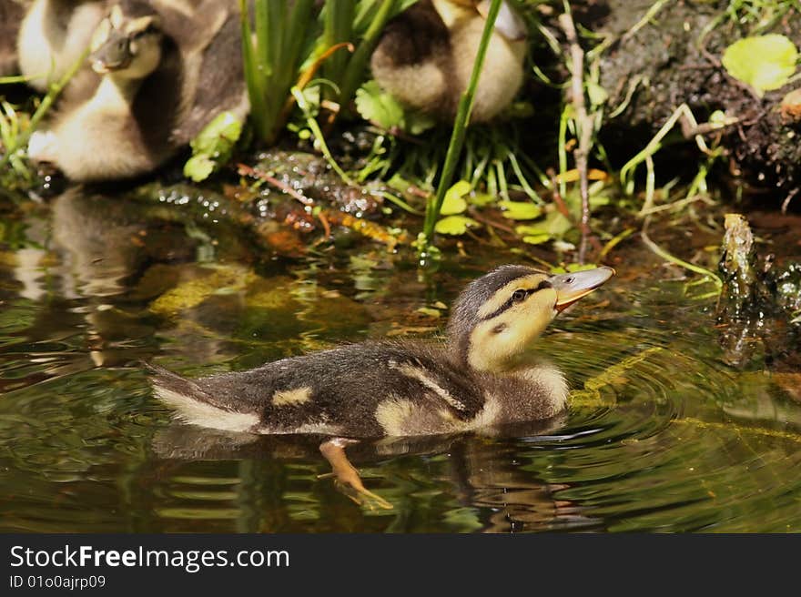 Little duckling swimming