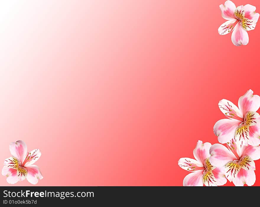 Flowers on a red background