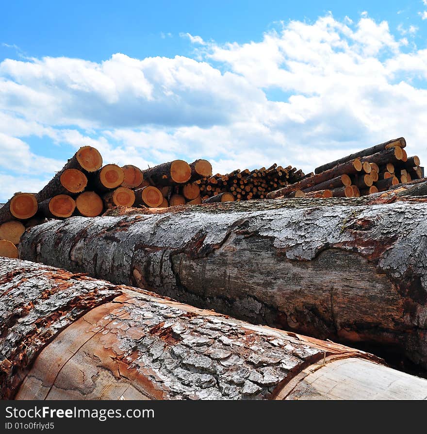 A shot of huge trunks at a german sawmill