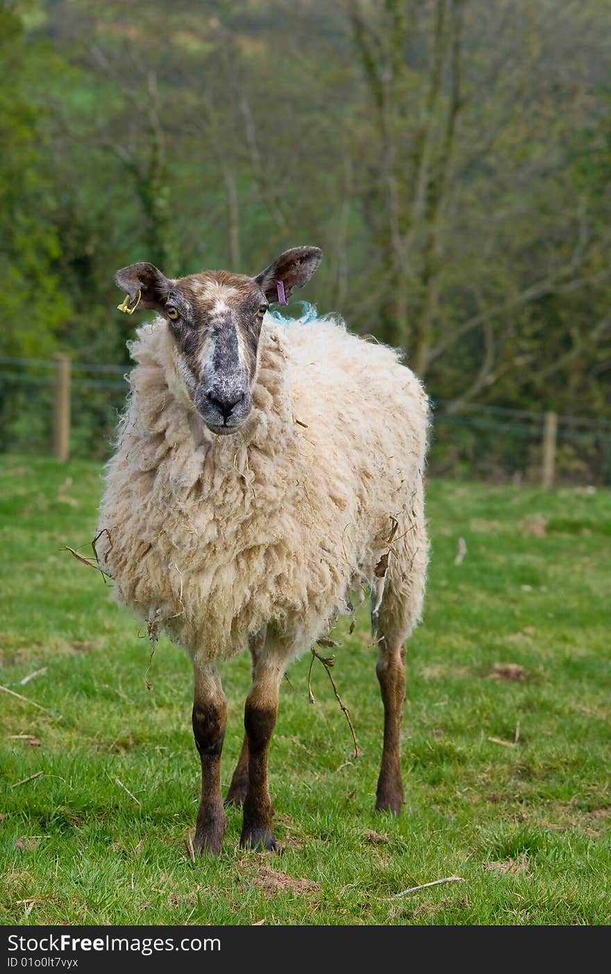 Woolly Ewe