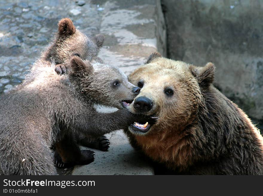 Brown bear with bruins