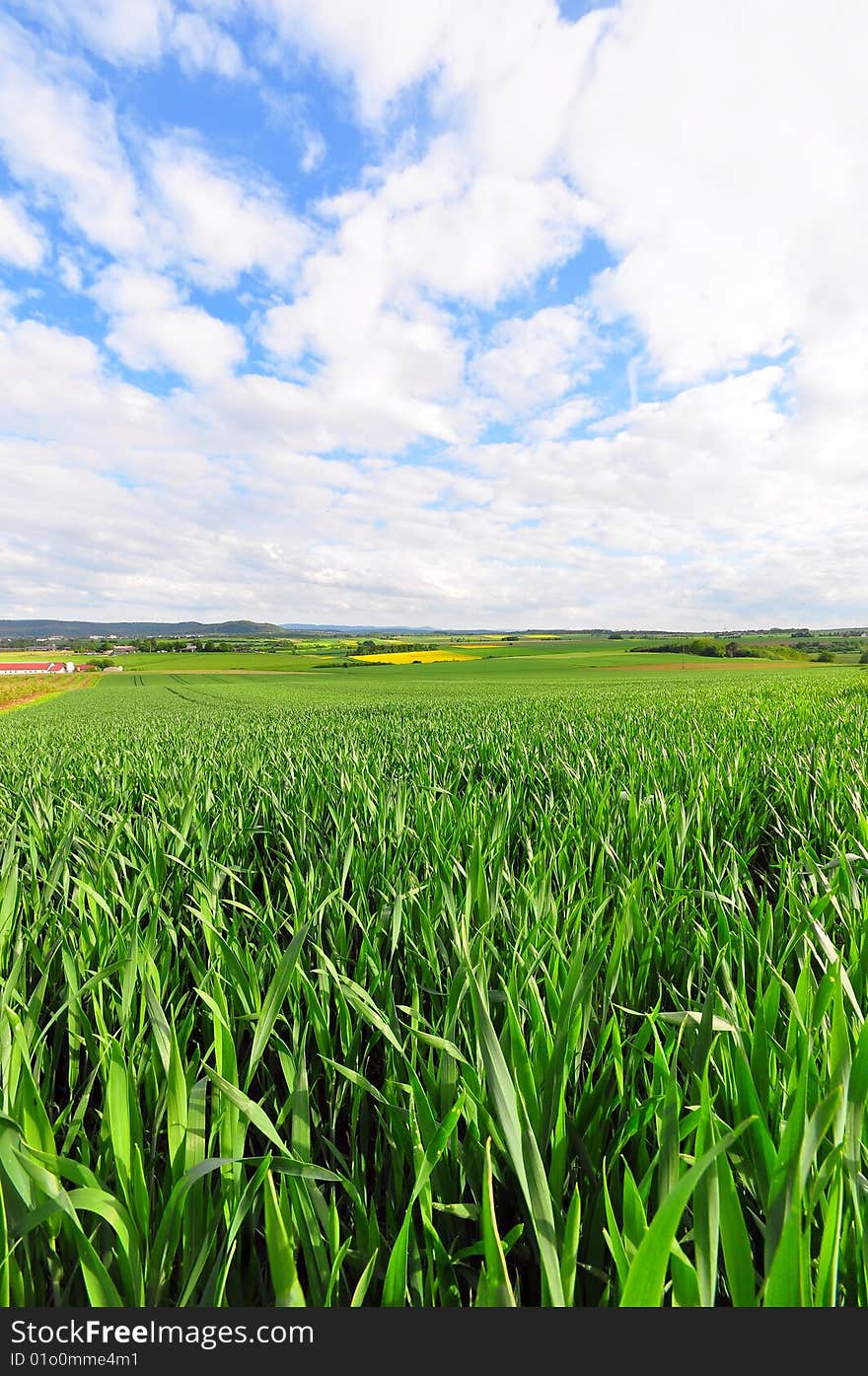 Field in Spring