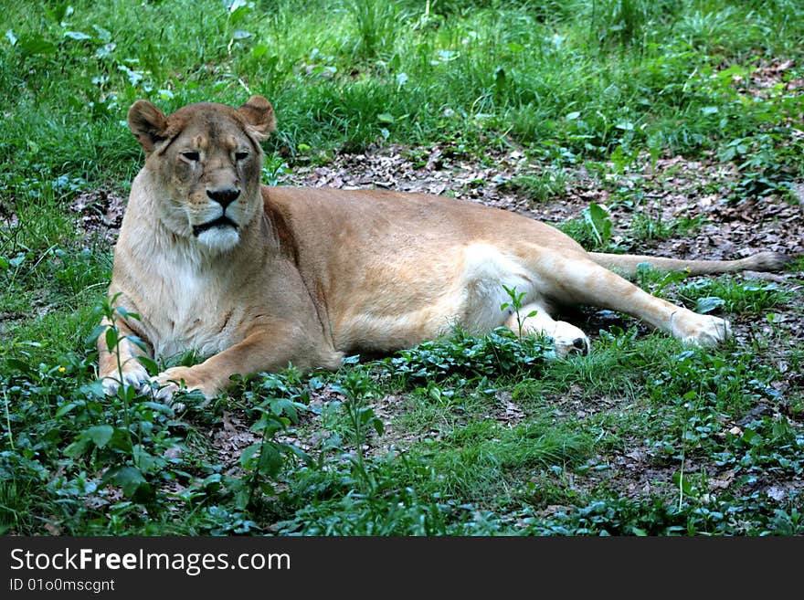 A female lion lying in the grass.