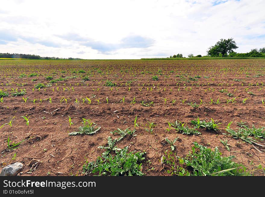 Field in Spring