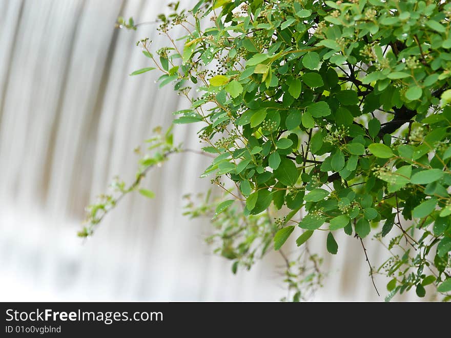 Green bush over the waterfall