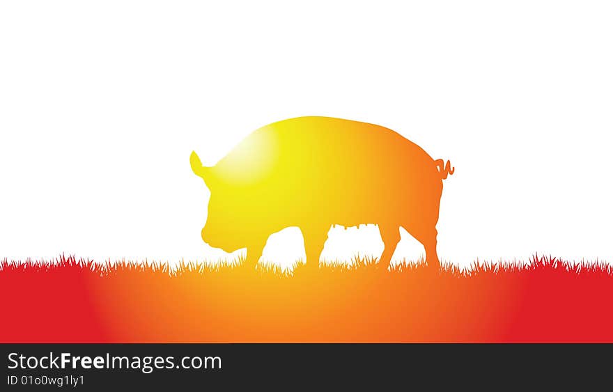 Pig on a meadow