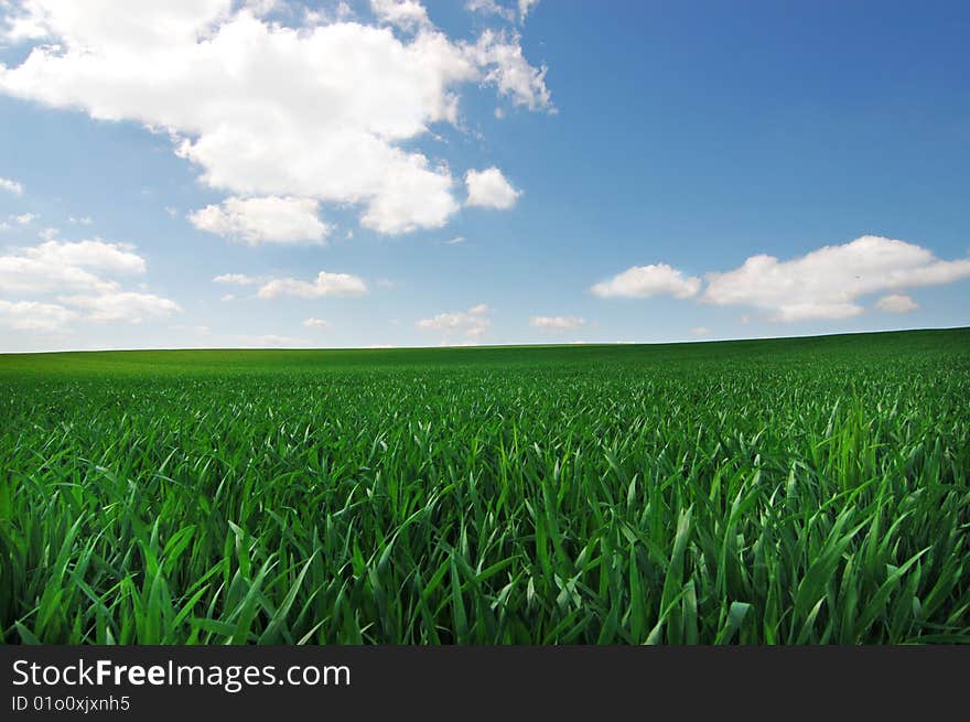 Landscape of green field with cloudy blue sky as a background. Landscape of green field with cloudy blue sky as a background