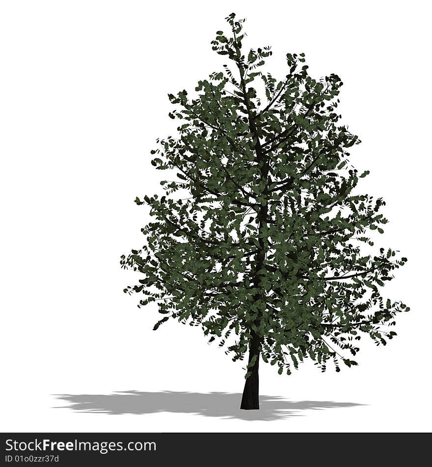 3D Render of a broadleef Tree with shadow and clipping path over white