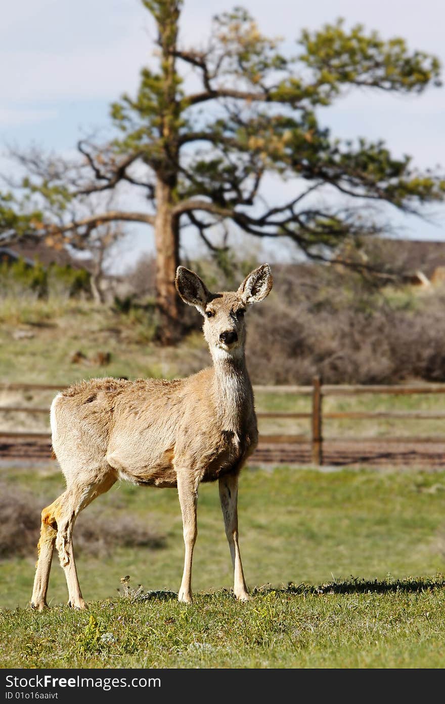 Mule Deer on Country Property