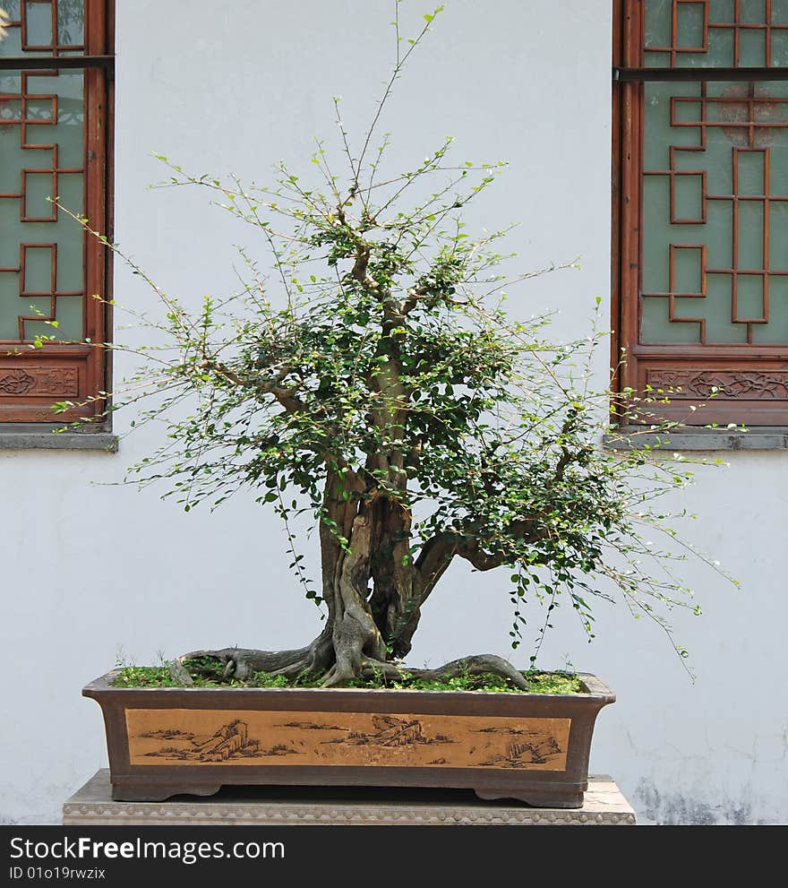 Old Bonsai tree in the park