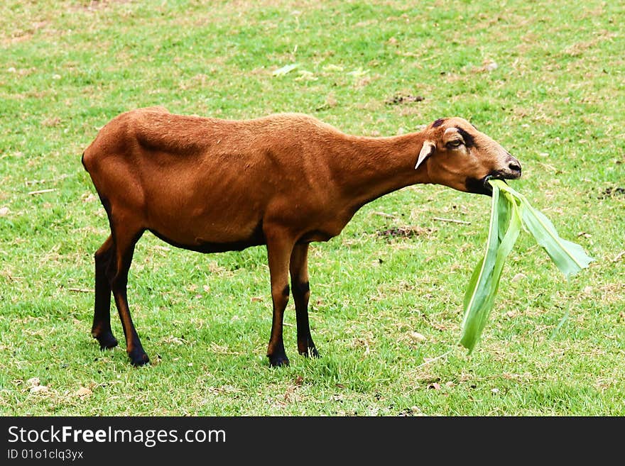 Goat eating grass on the field