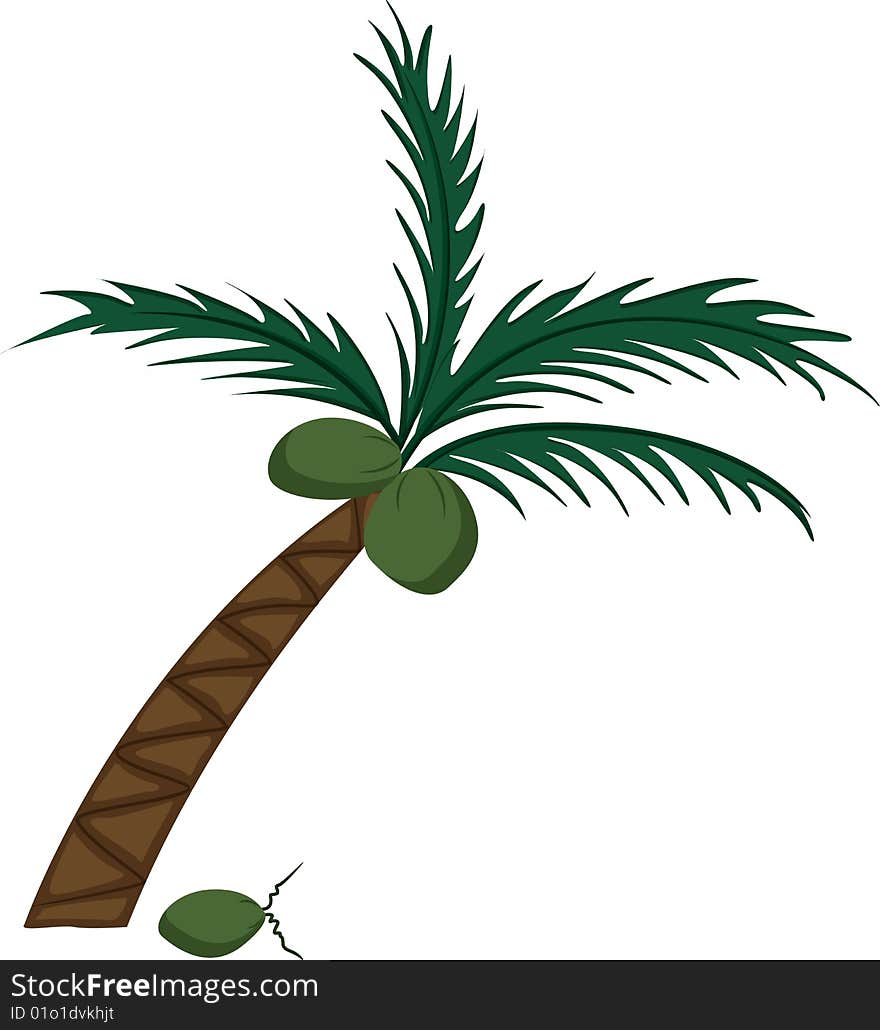 Coconut tree