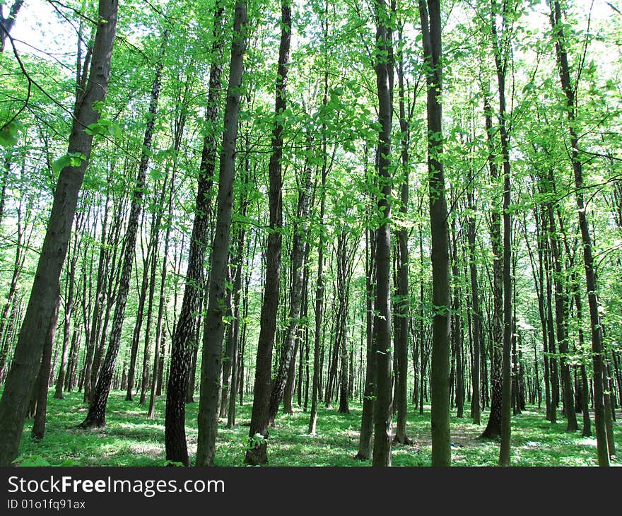 Green forest background in sunny day