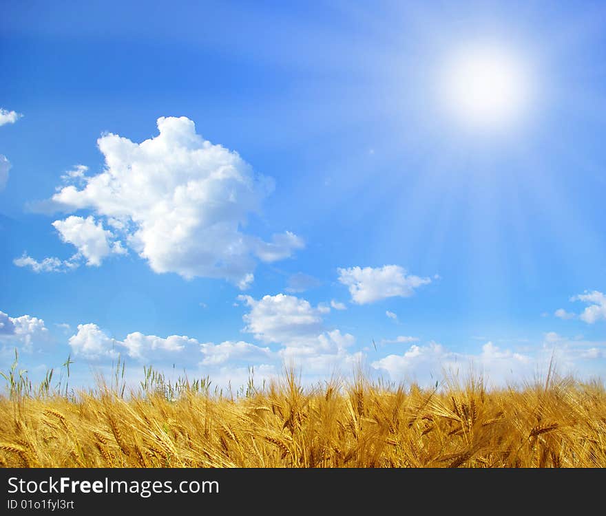 Wheat ears against the blue  sky. Wheat ears against the blue  sky