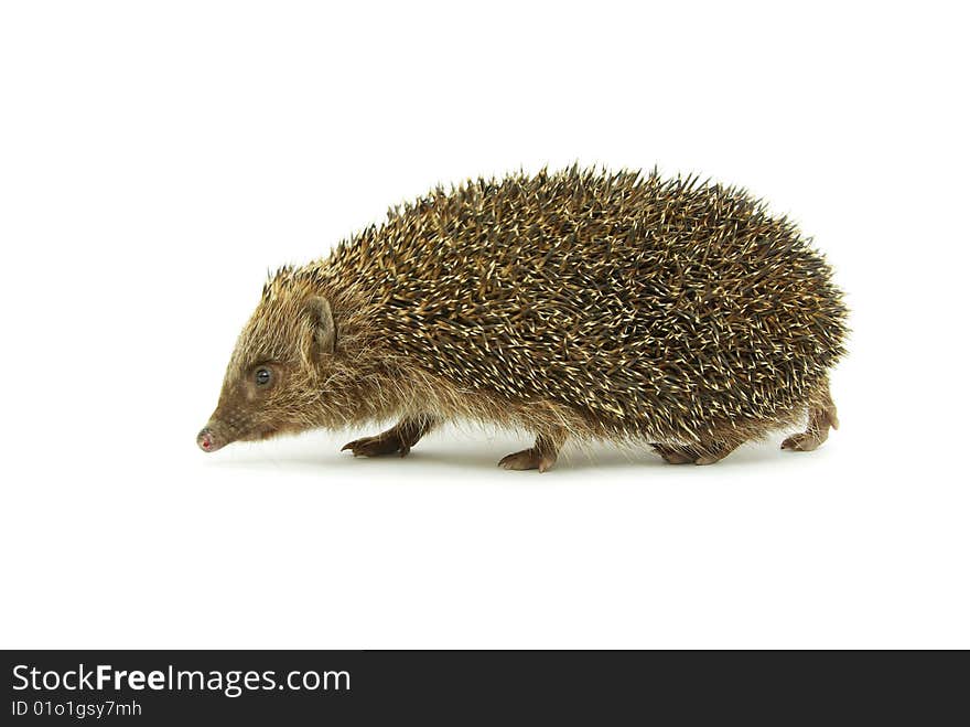 Hedgehog