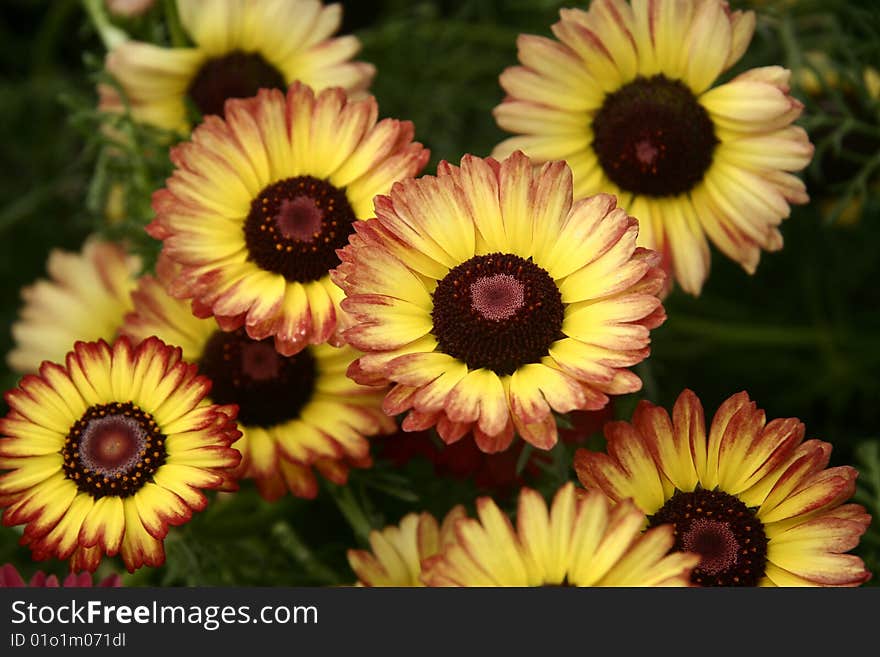 Chrysanthemum