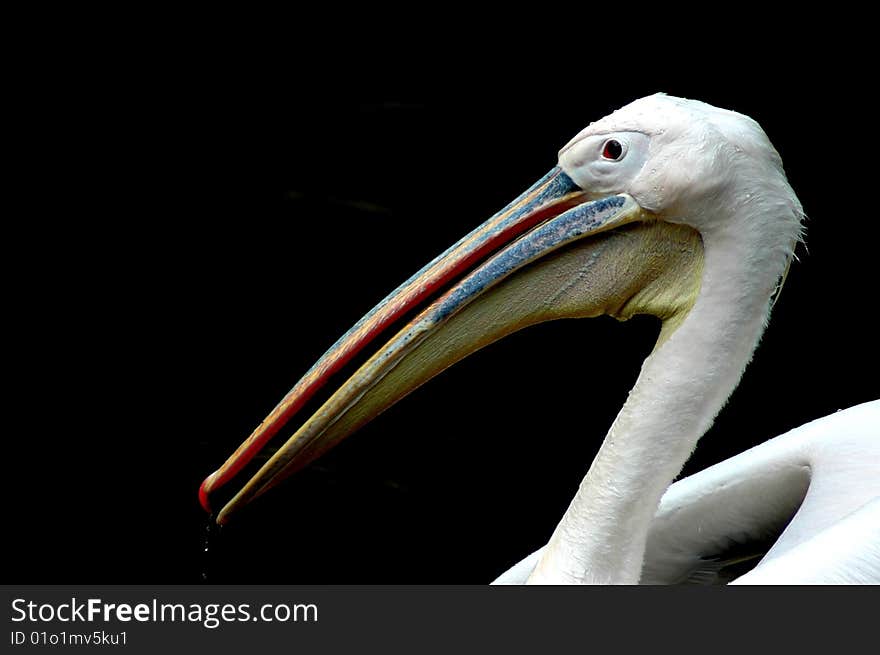 Pelican close up on black background. Pelican close up on black background