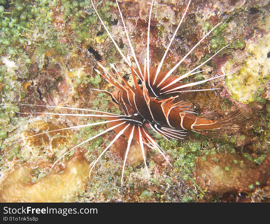 A lion fish swimming in polynesian coral reef.
italian name: pesce leone (scorpione)
english name: lionfish
original name: Pterois Volitans