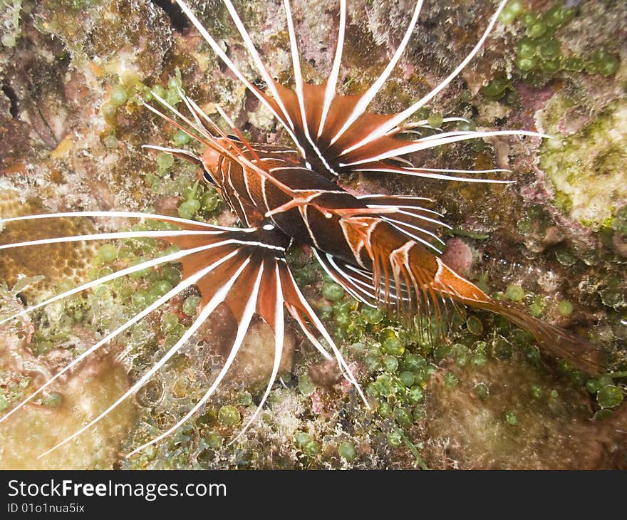 Macro of a dangerous lion fish from polynesian coral reef. italian name: pesce leone (scorpione) english name: lionfish original name: Pterois Volitans. Macro of a dangerous lion fish from polynesian coral reef. italian name: pesce leone (scorpione) english name: lionfish original name: Pterois Volitans