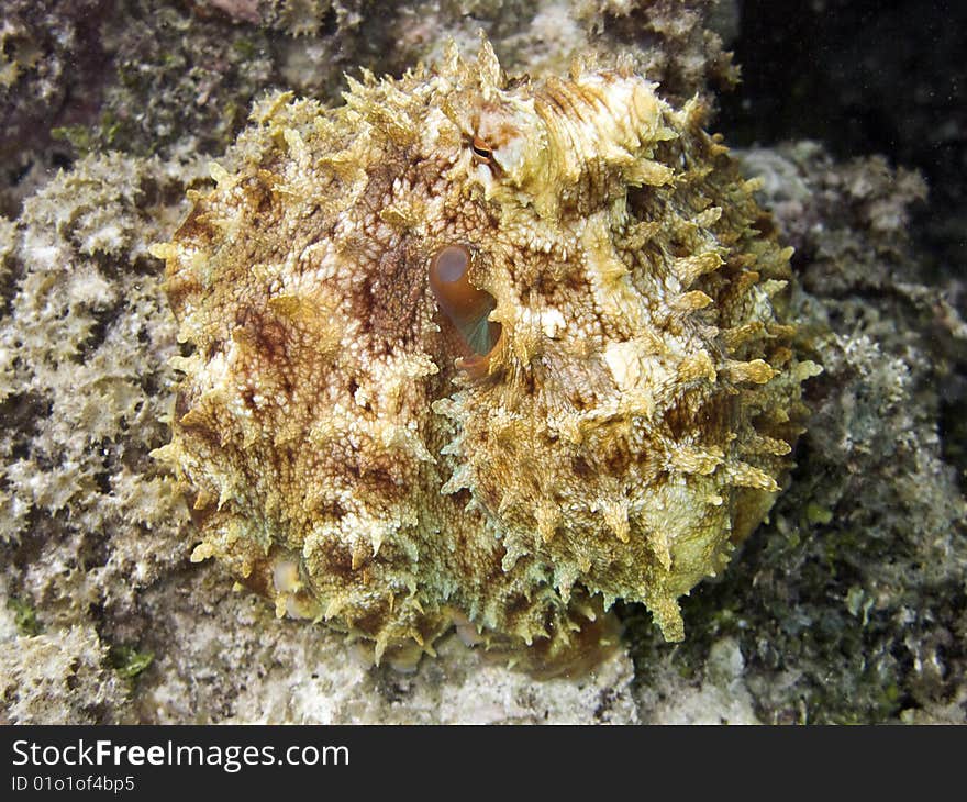 A full view of a polynesian octopus
Italian name: Polipo
english name: octopus
scientific name: Octopus vulgaris