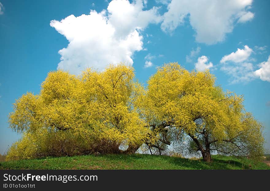 Yellow Tree