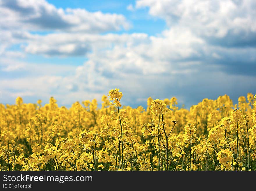 Canola