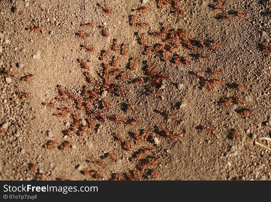 Red ants