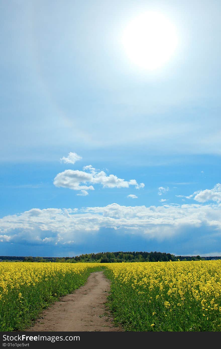 Canola