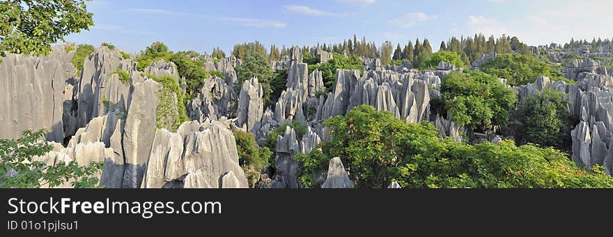 Stone Forest