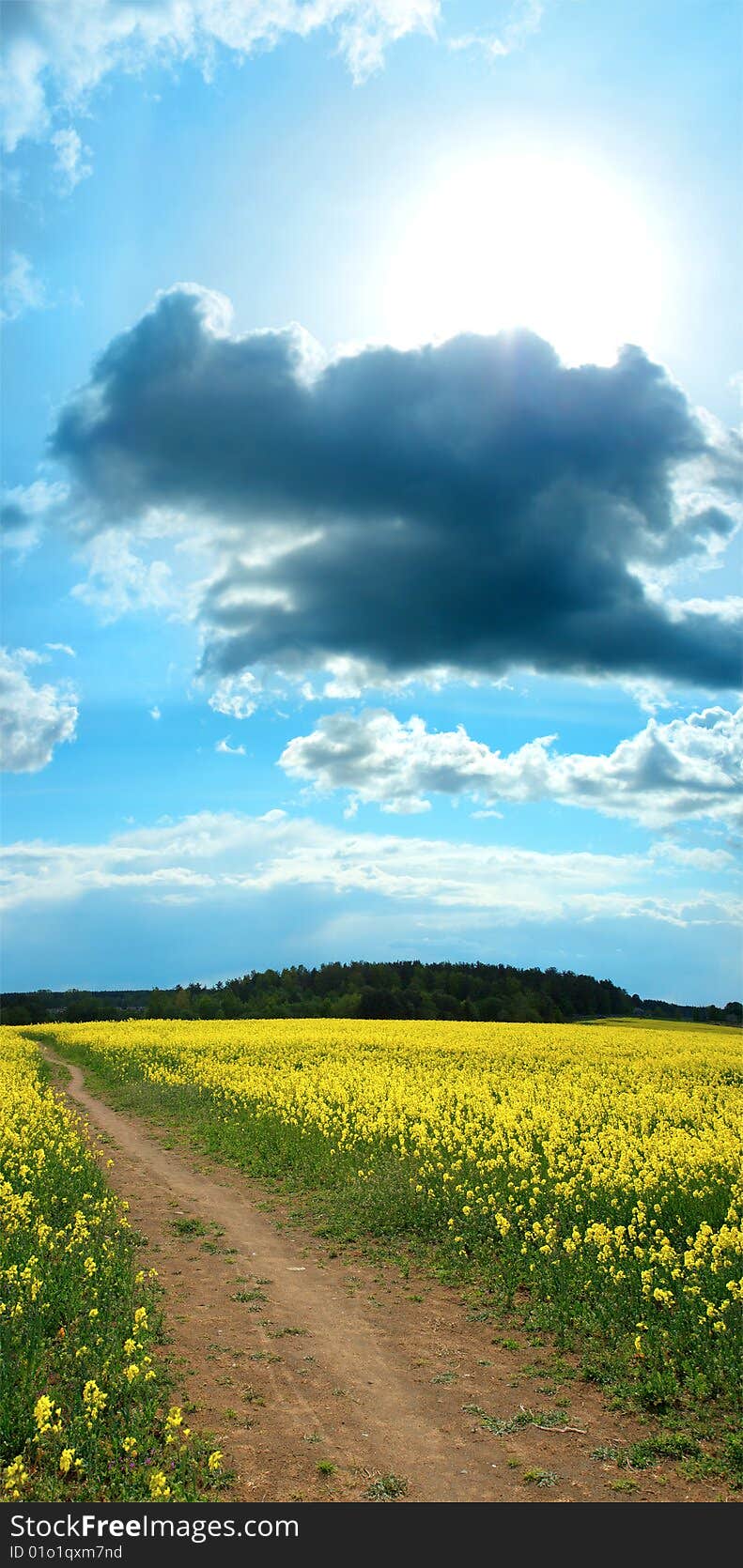 Field in a sunny day