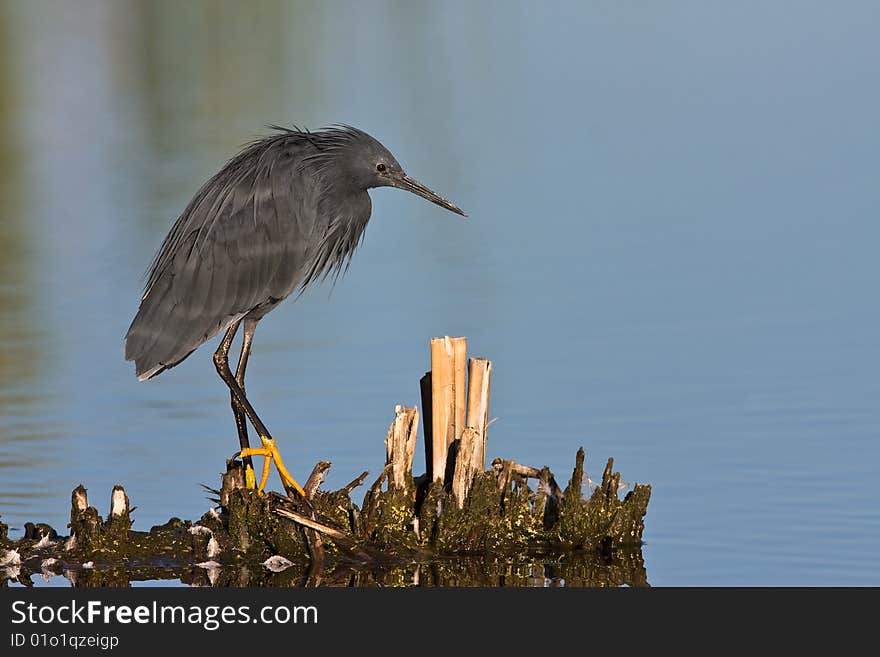 Black Heron standing in shallow water