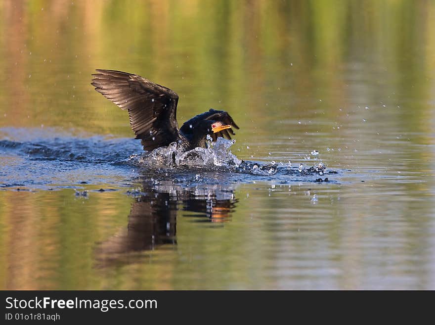 Reed Cormorant landing in shallow water