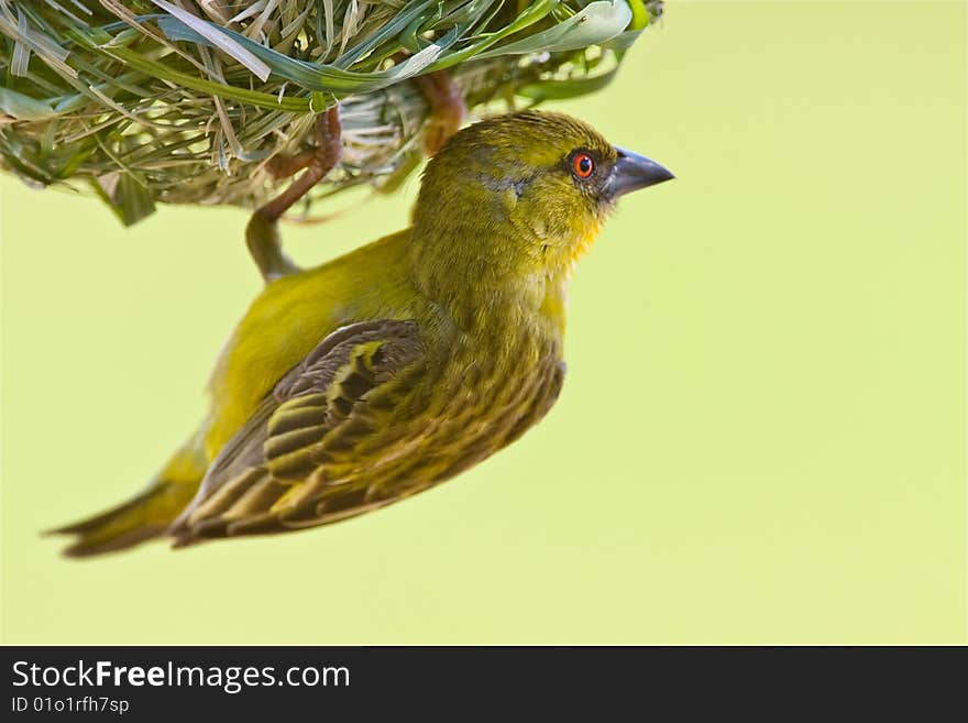 Yellow weaver building a nest