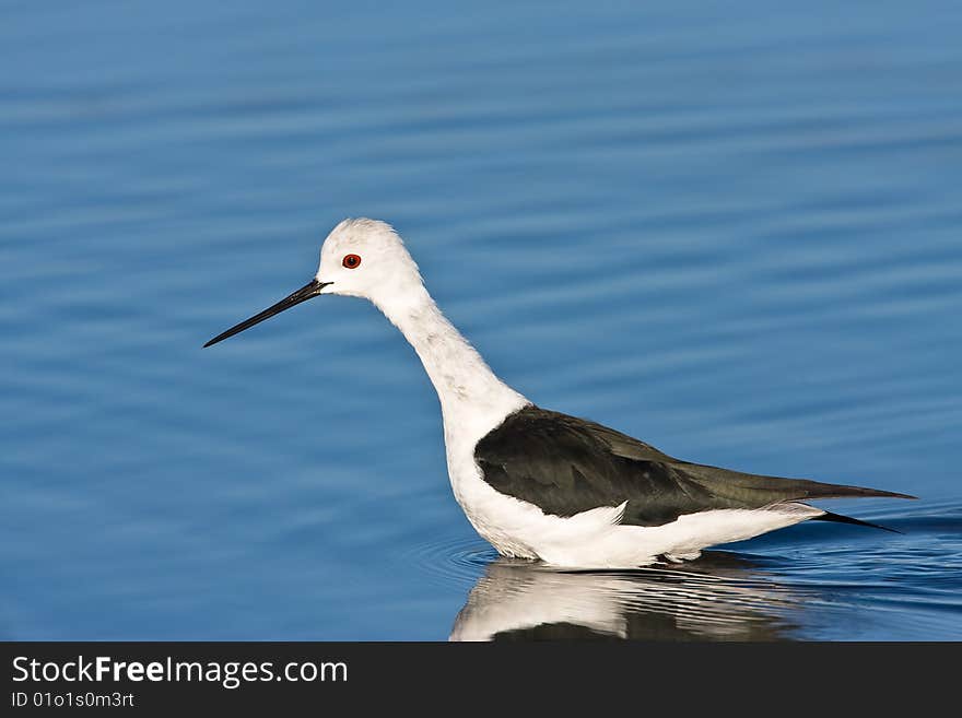 Black-winged Stilt