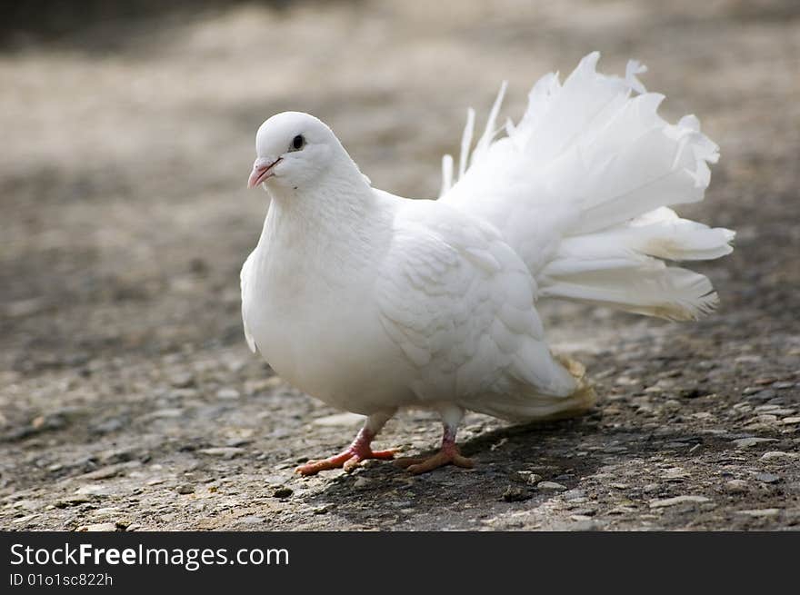 Pigeon standing on the ground