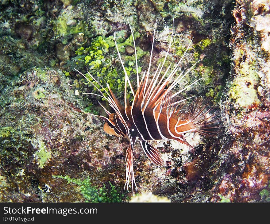 Lionfish swimming