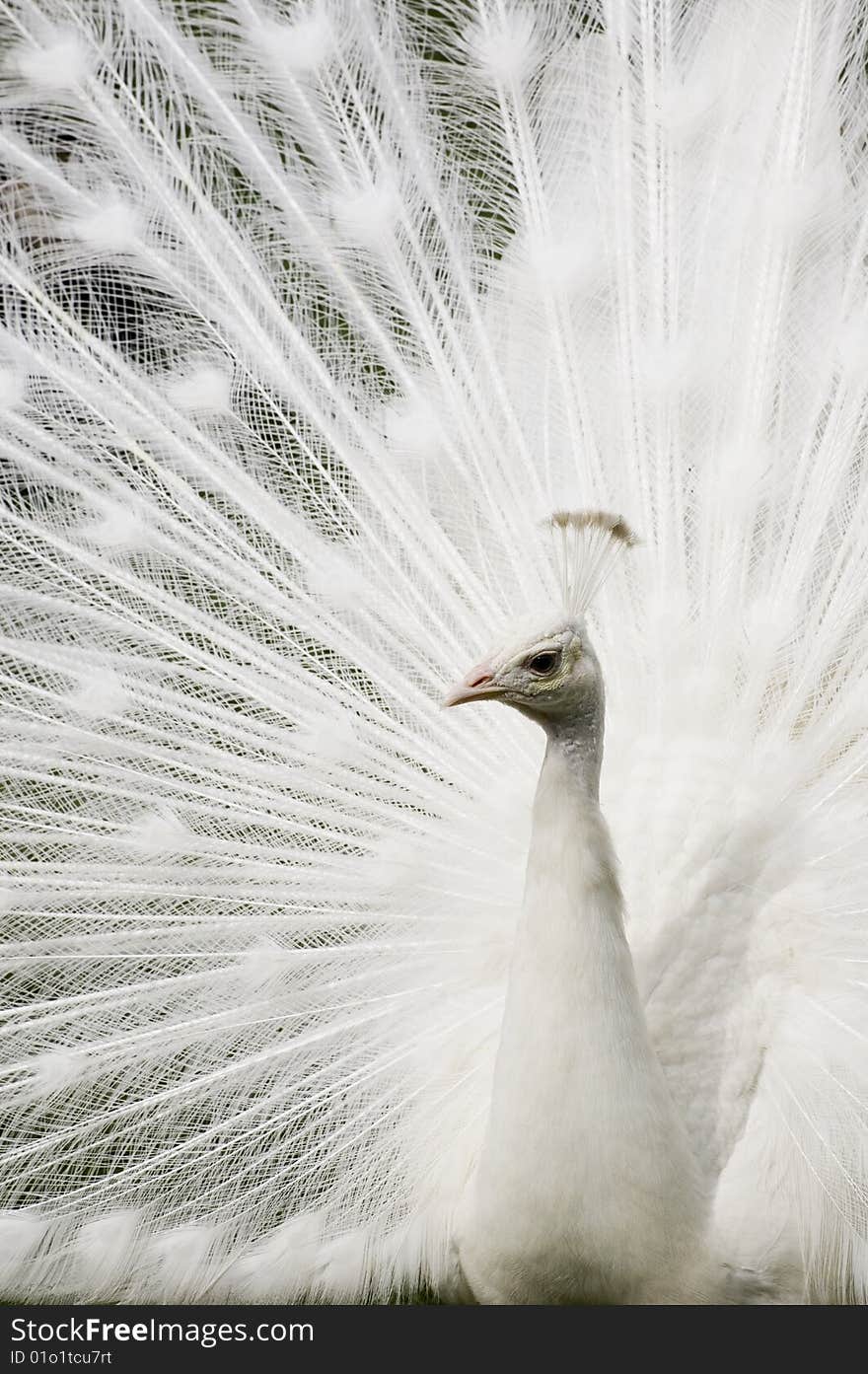 A White Peacock with it's Tail feathers spread