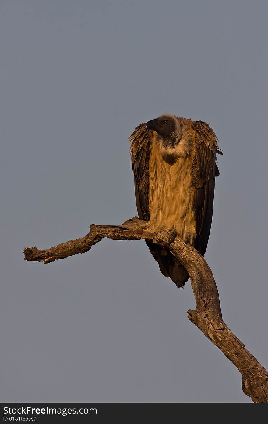 White-backed Vulture on tree