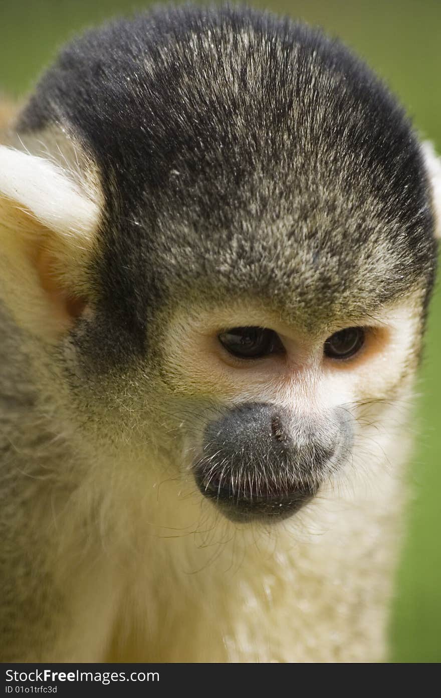 Squirrel Monkey