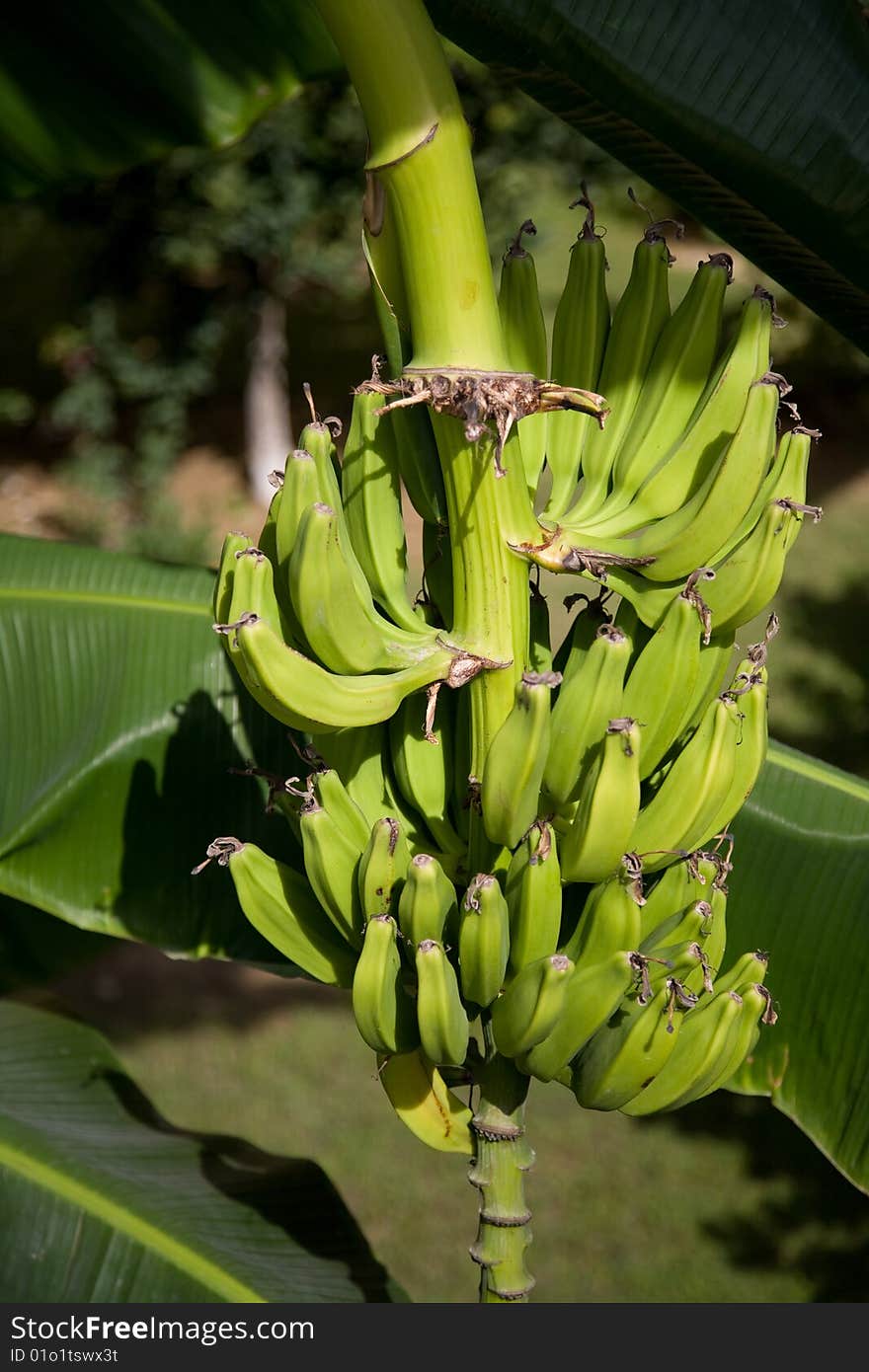 Green bunch of little bananas. Green bunch of little bananas