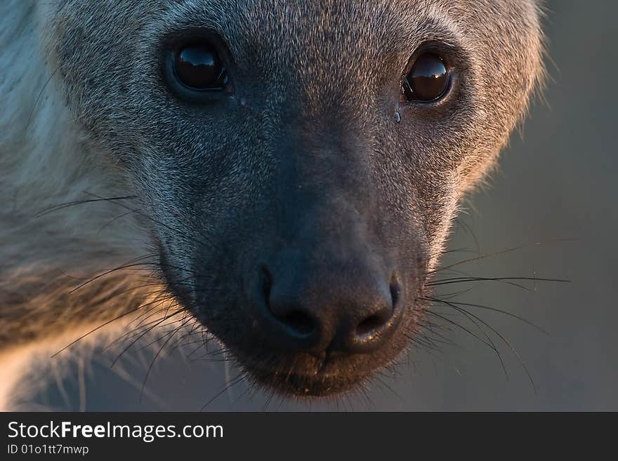 Macro Spotted Hyaena portrait with backlight. Macro Spotted Hyaena portrait with backlight