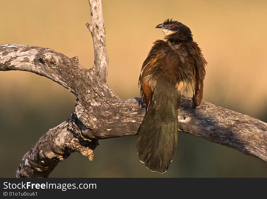 Burchell s Coucal