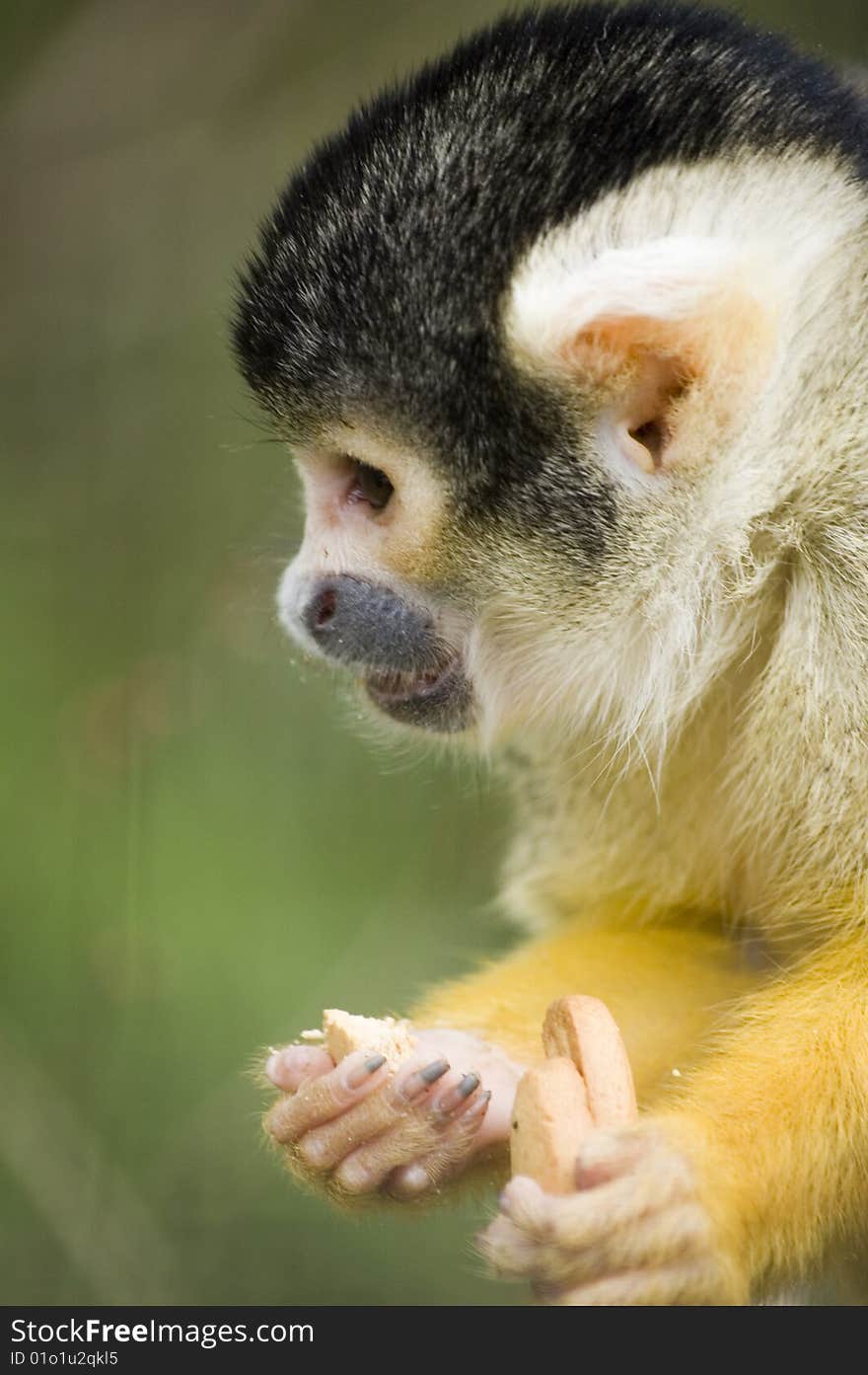 Squirrel monkey