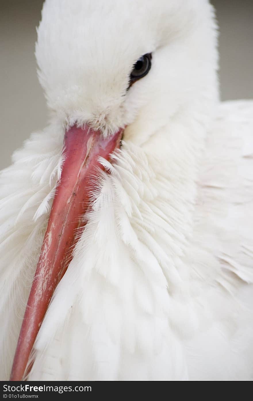 A close up white strock